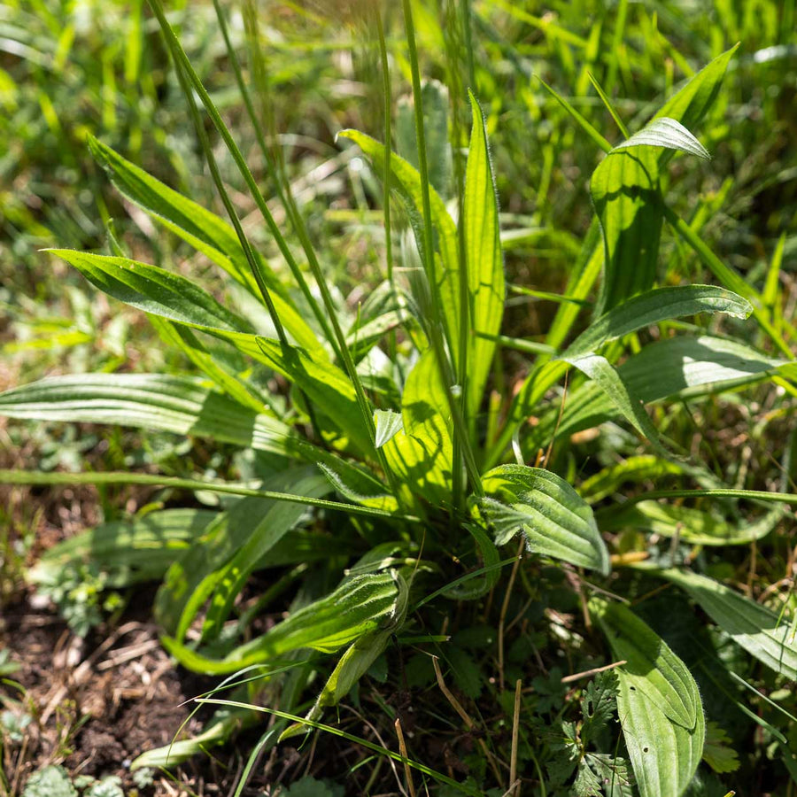 Naturkosmetik aus dem Herzen der Schweiz
