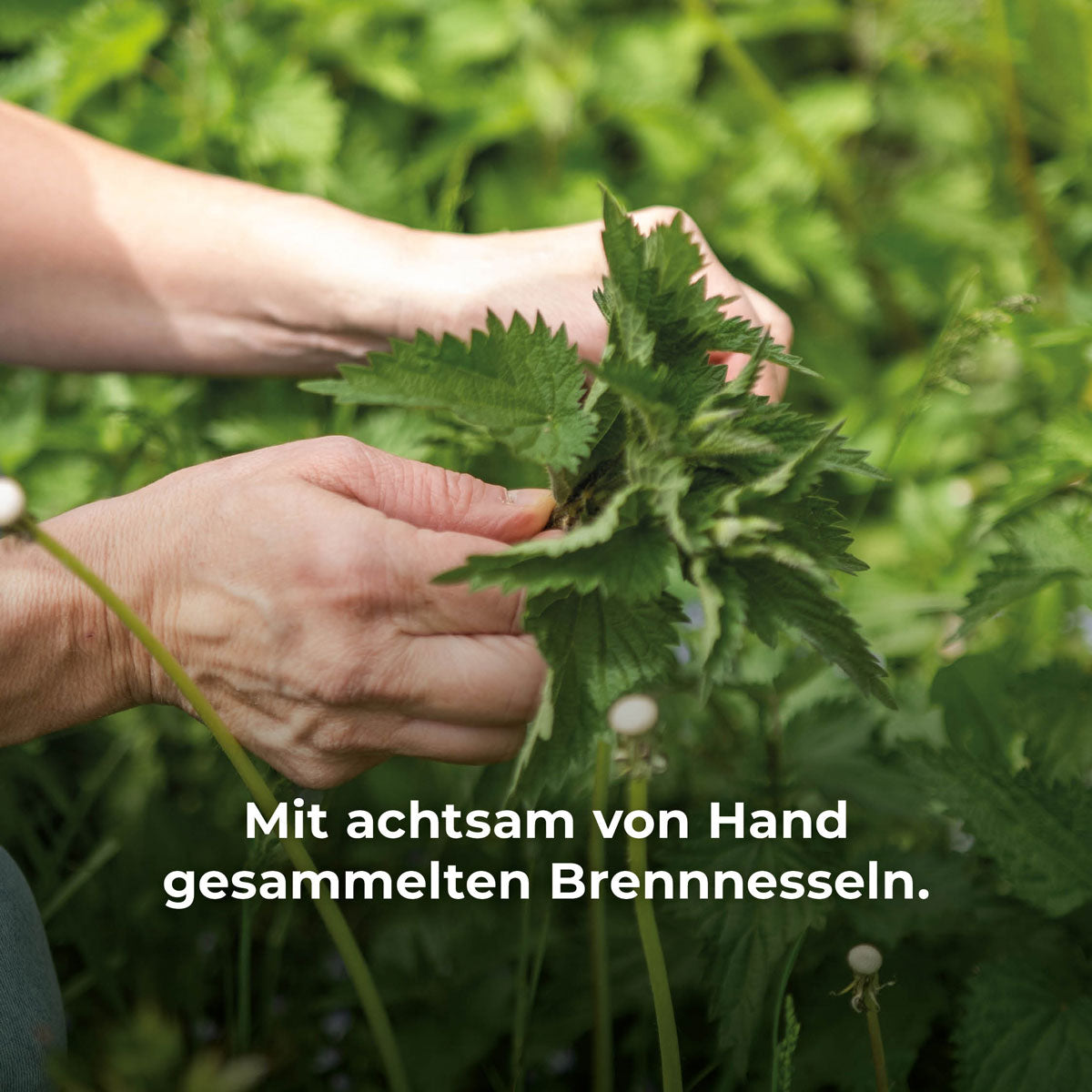 Kräftige Haare, gesunde Kopfhaut