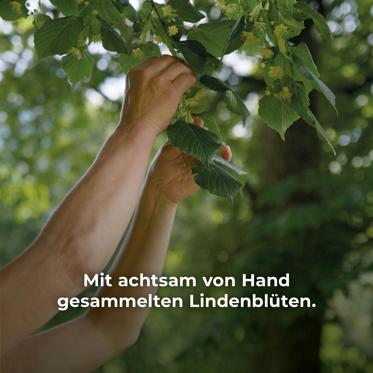 Von Hand gesammelte Lindenblüten für die ECHT NATUR Handcreme