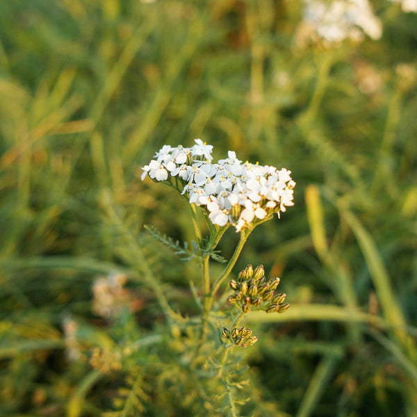 Schafgarbe in ECHT NATUR