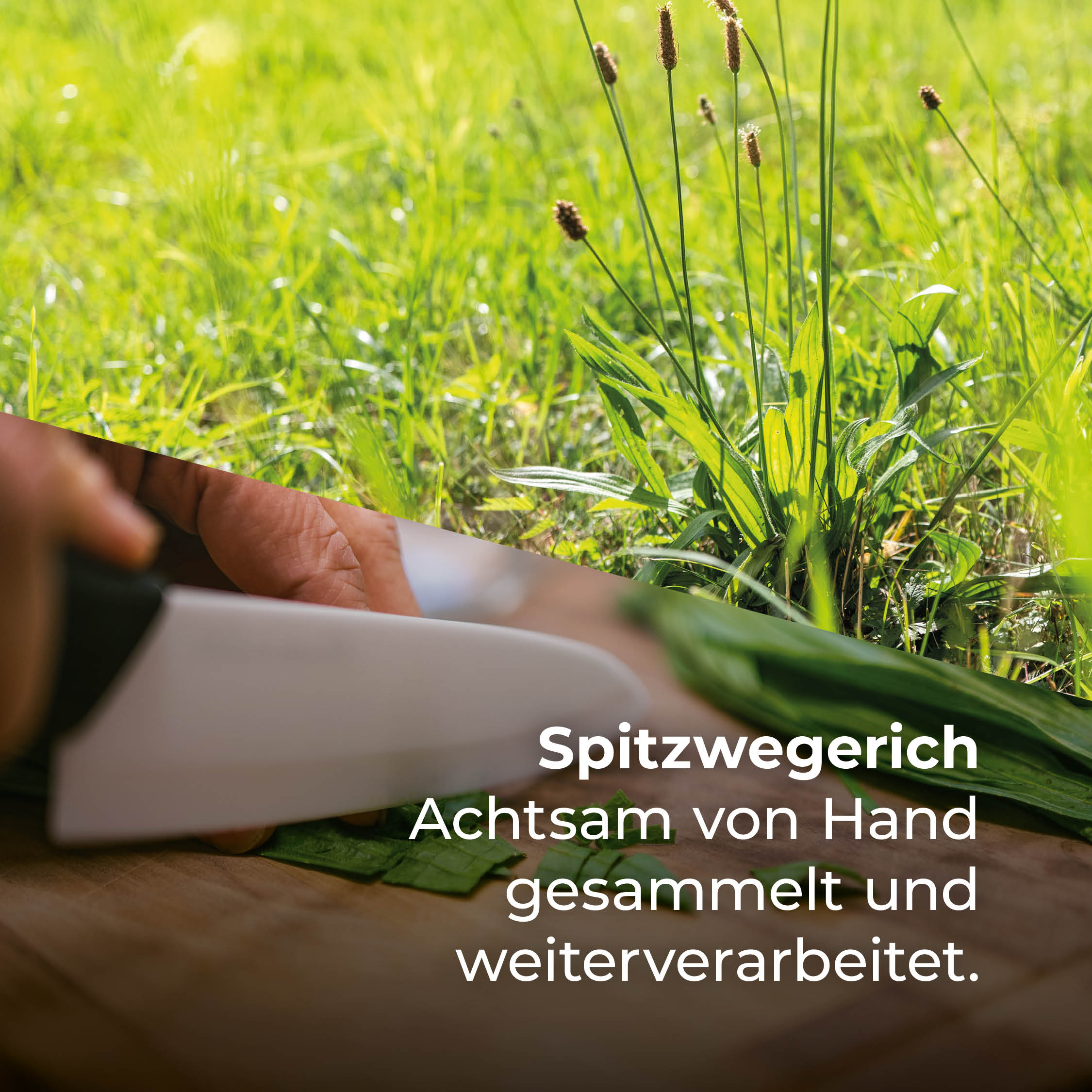 Insektenstiche